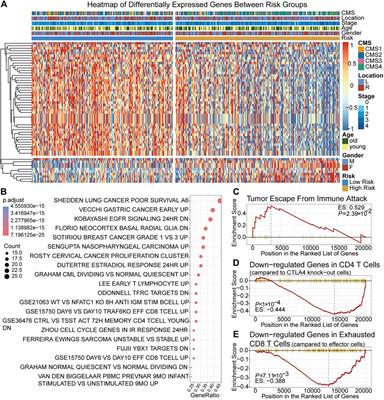 Predicting prognosis and immunotherapy response among colorectal cancer patients based on a tumor immune microenvironment-related lncRNA signature